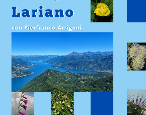 Copia-di-flora-del-triangolo-lariano-4-1