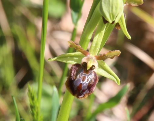 Orchidea Orchidea