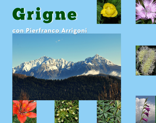 flora-delle-grigne-3-1